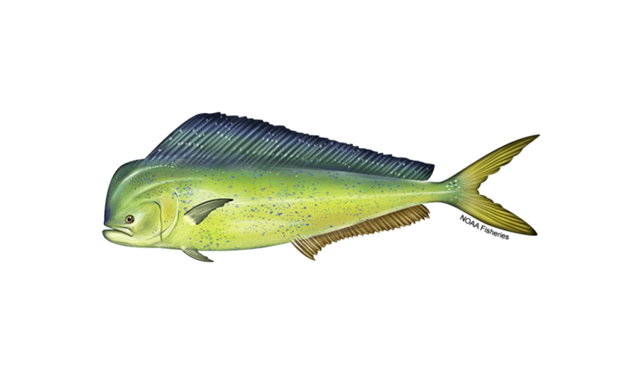 Mahi Mahi